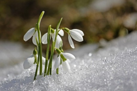 Perce neige